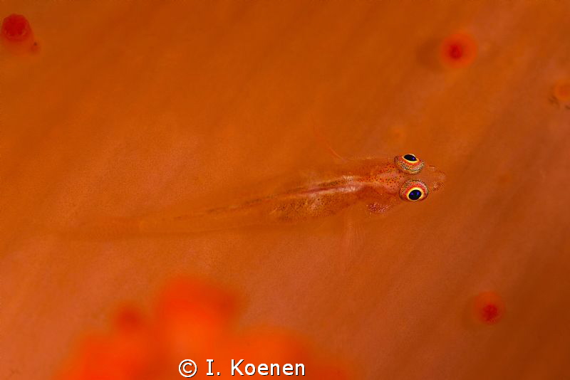 gobi on coral by I. Koenen 