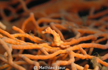 canon g10 hippocampus denise by Mathias Baur 