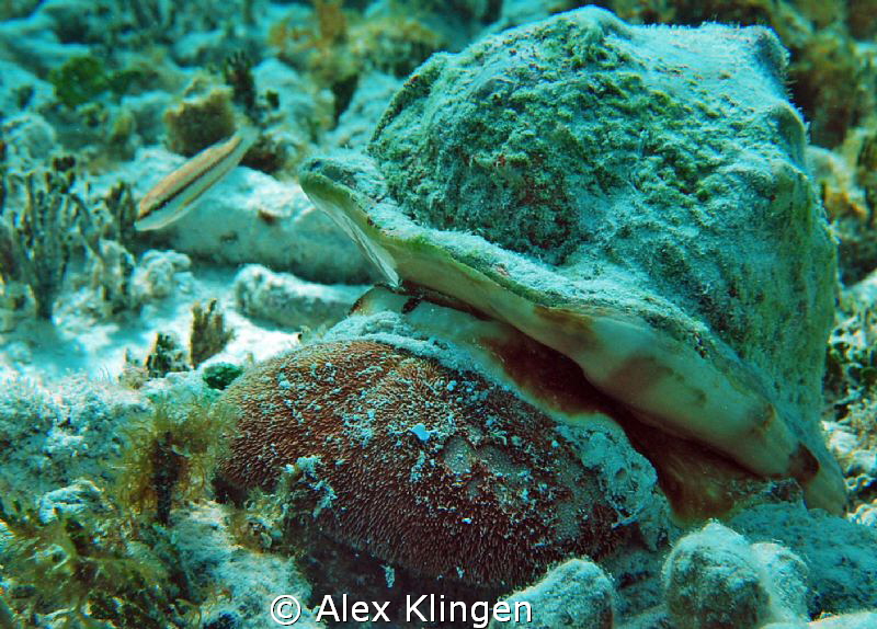 A silty environment so not too great a shot but interesti... by Alex Klingen 