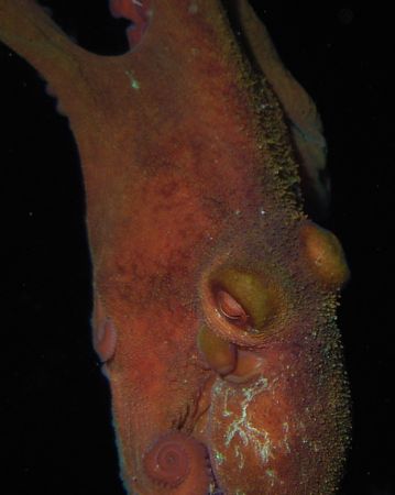 glovers atoll, belize, may 2005. on my first night dive t... by Laurence Hegarty 