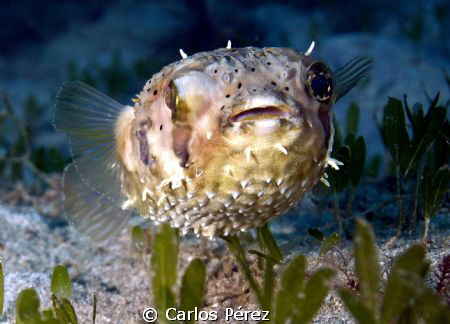 Juvenile Pufferfish Tetraodontidae by Carlos Pérez 