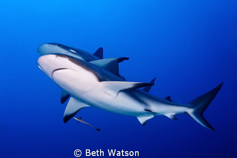 Caribbean Reef Sharks...Roatan, Honduras by Beth Watson 