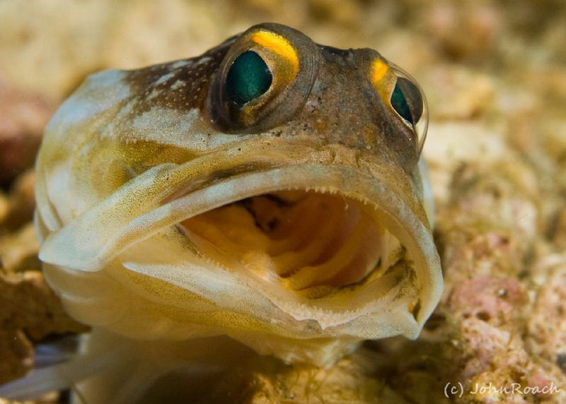 Where are my eggs.....say ahhhhhhhhhhh by John Roach 