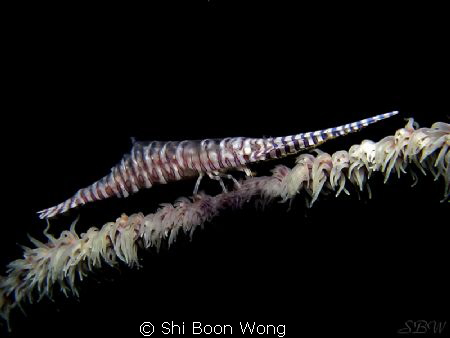 Blue&white sawblade. 
f8, 1/125. 
This sawblade is at t... by Shi Boon Wong 