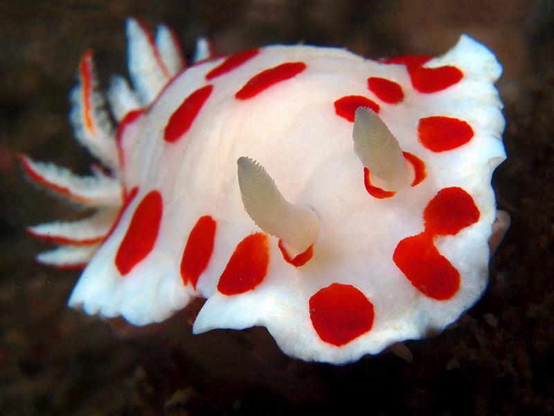 Chromodoris tasmaniensis, Bare Island by Doug Anderson 