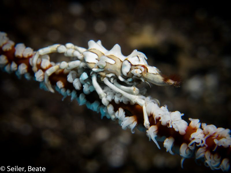 Xenon crab, taken with Conon G12 and UCL165 by Beate Seiler 
