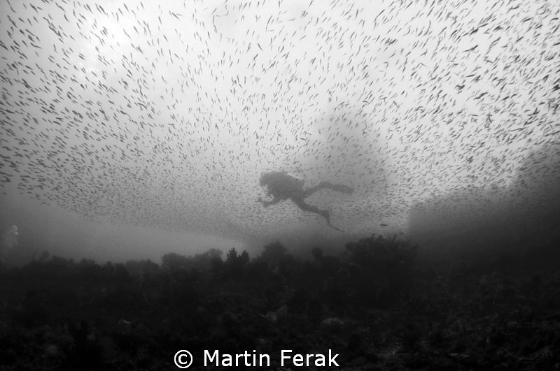 Behind fish curtain by Martin Ferak 