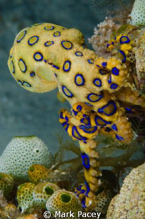 Blue Ringed Octopus by Mark Pacey 
