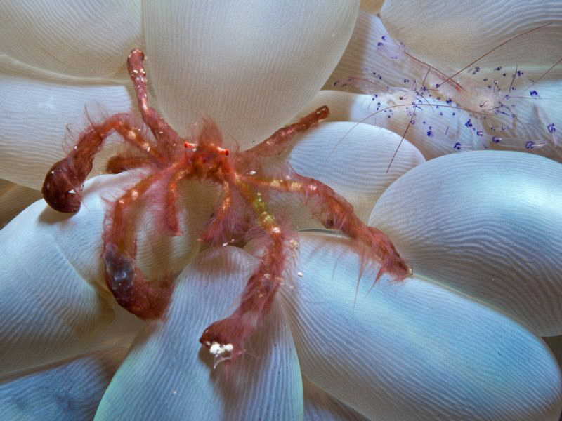 Achaeus japonicus and friends by Alex Varani 