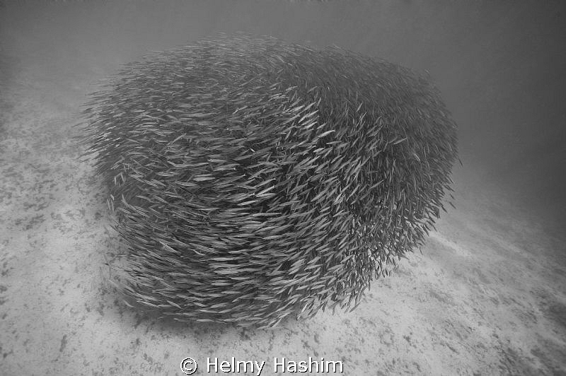 barracoda ! by Helmy Hashim 