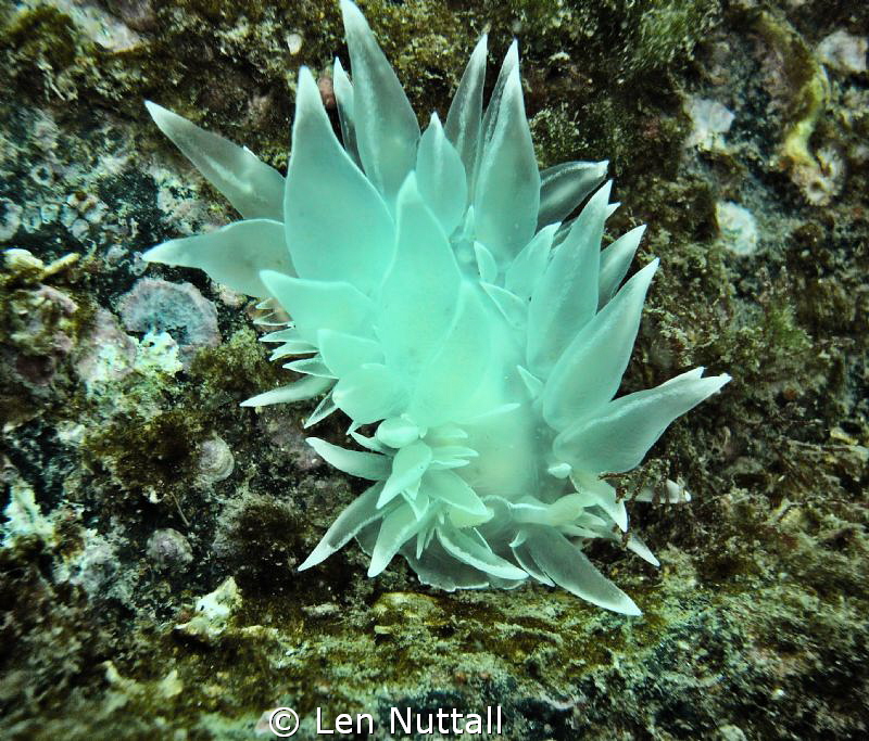 nubribranch found in Edmonds Marine Park. taken with a se... by Len Nuttall 