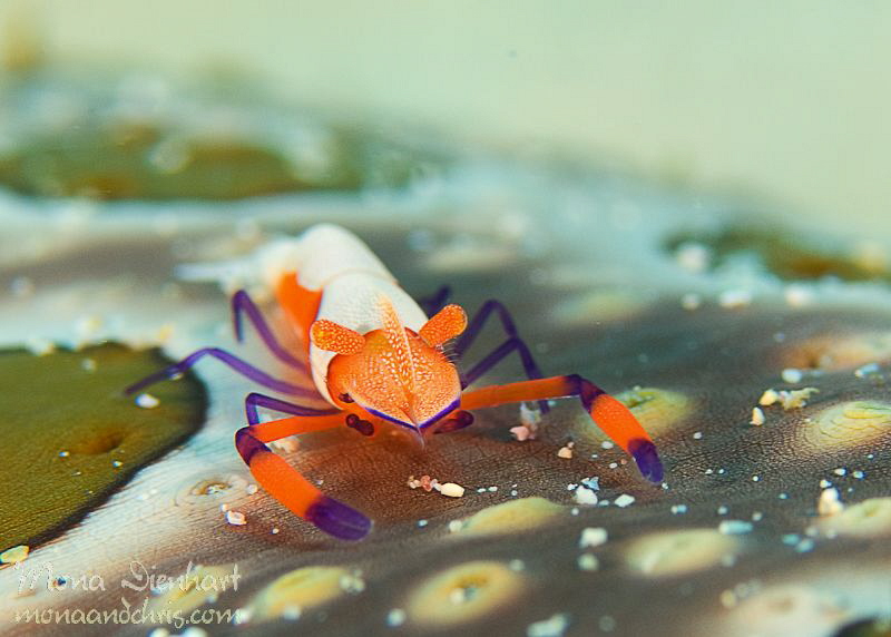 orange by Mona Dienhart 