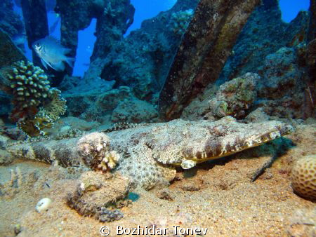 Indian Ocean crocodilefish by Bozhidar Tonev 