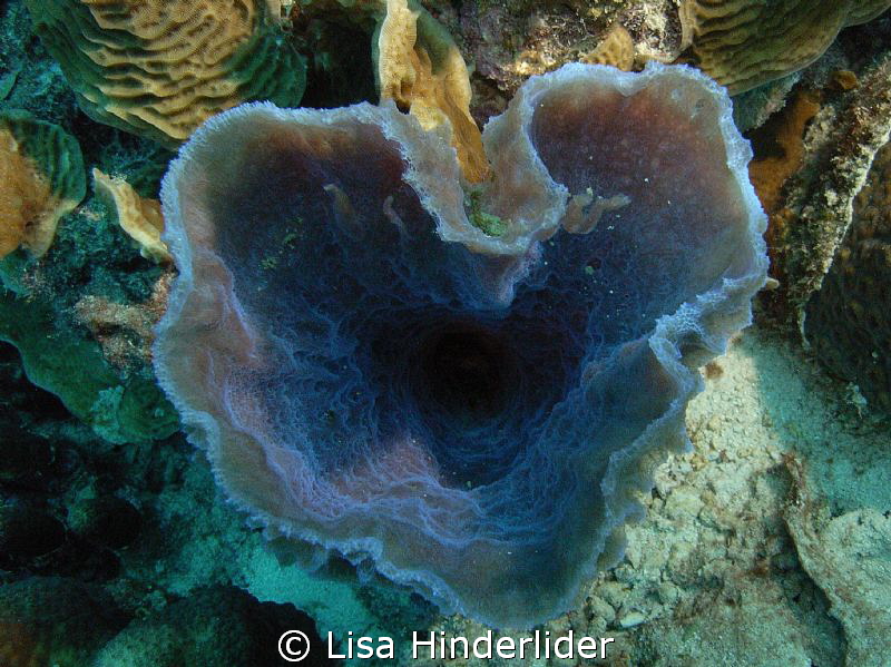 Happy Valentines Day! Purple vase sponge shaped like a he... by Lisa Hinderlider 