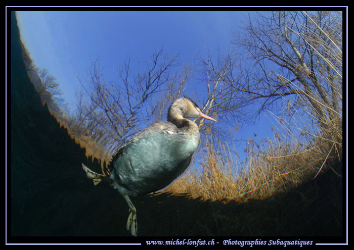 Fantastic encounter with this young Great Crested Grebe t... by Michel Lonfat 
