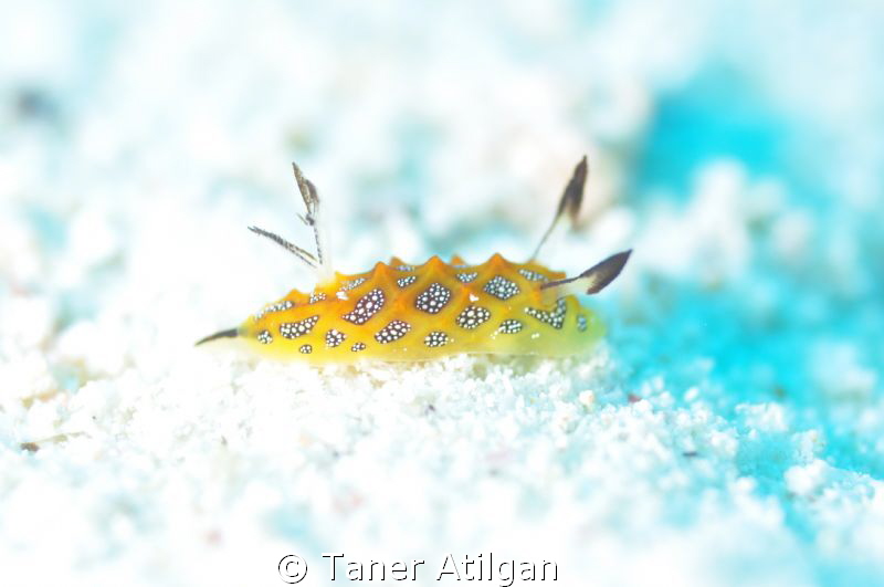 out for a walk.. by Taner Atilgan 