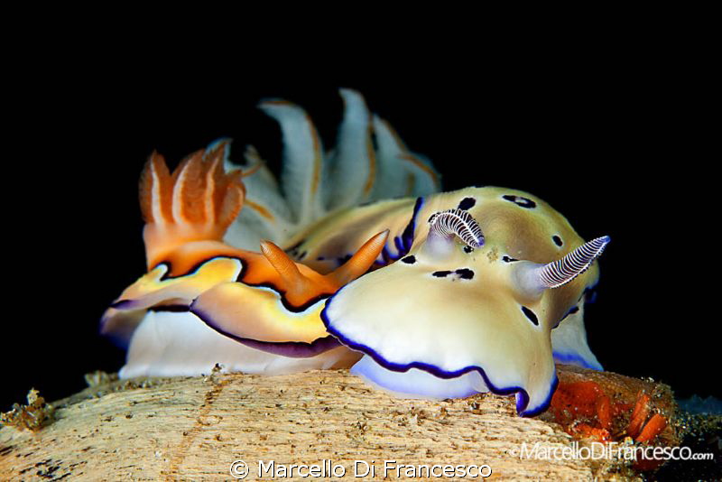 Happy Valentine's day !! by Marcello Di Francesco 