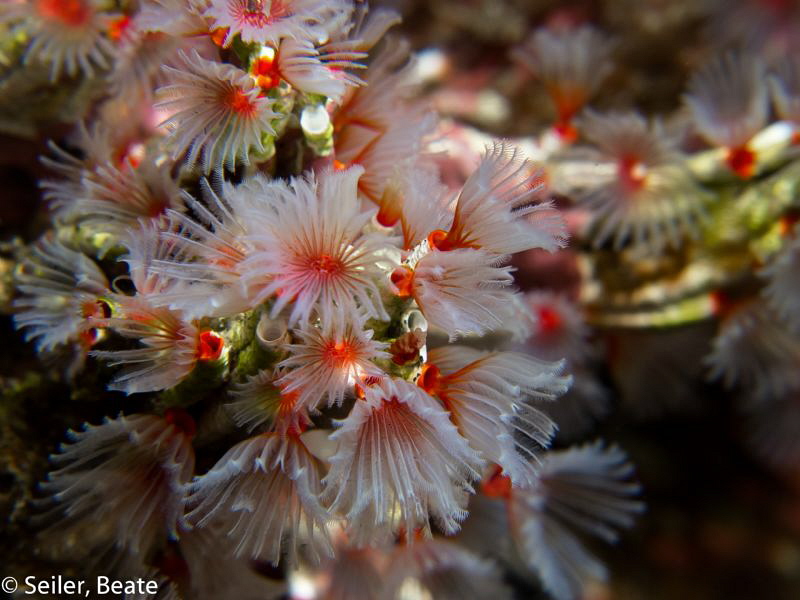 Happy valentines day ! by Beate Seiler 