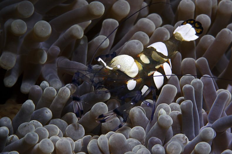 Clown

Pacific Clown Anemone Shrimp 
(White-Patched An... by Jörg Menge 