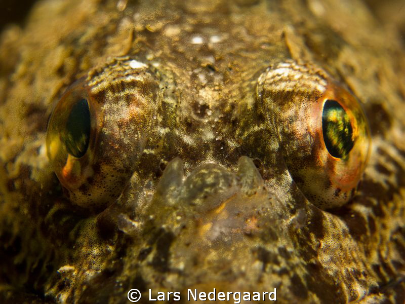 Please! by Lars Nedergaard 
