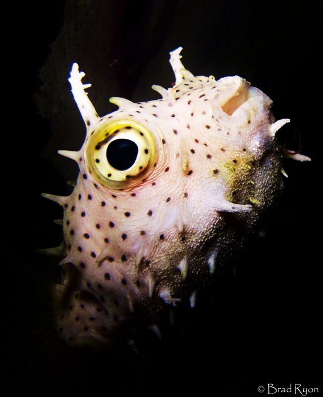 Bridled Burrfish (Chilomycterus antennatus) by Brad Ryon 