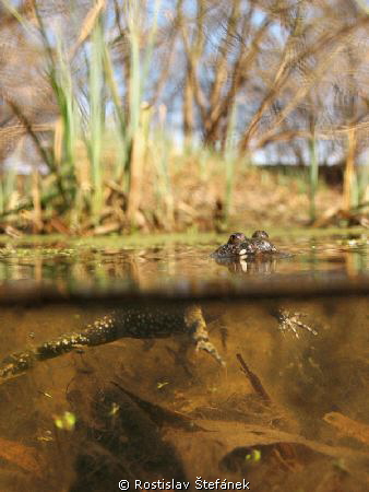 Bombina bombina, when the springtime comes again?  Brr, t... by Rostislav Štefánek 