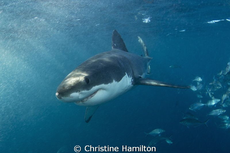 Smile ! by Christine Hamilton 