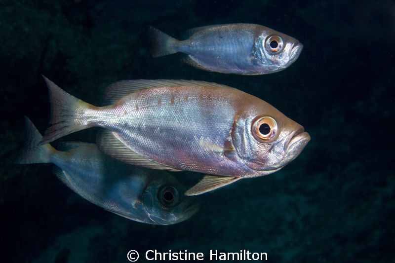 Sad Eyes by Christine Hamilton 