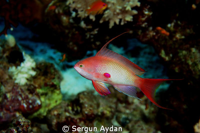 my chromis by Sergun Aydan 