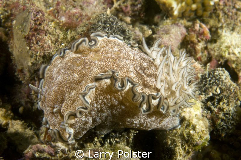 Fat Boy, about 3 inches, D300-60mm by Larry Polster 