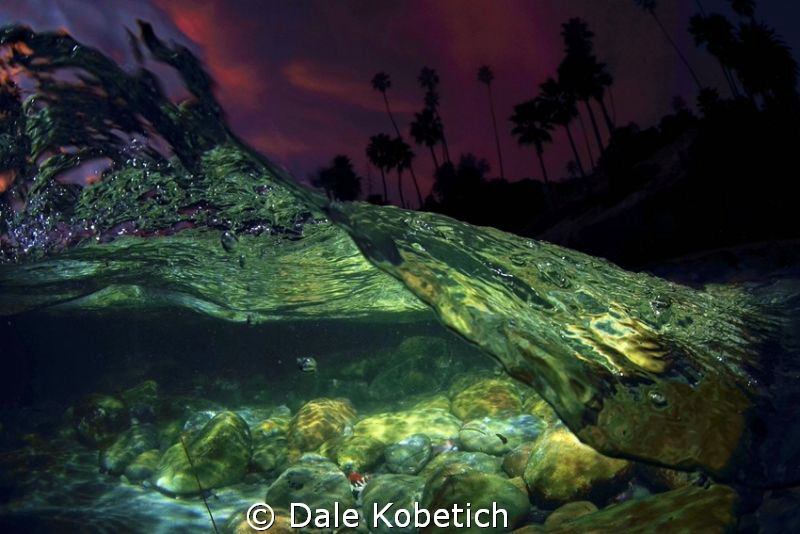 Night Dream by Dale Kobetich 