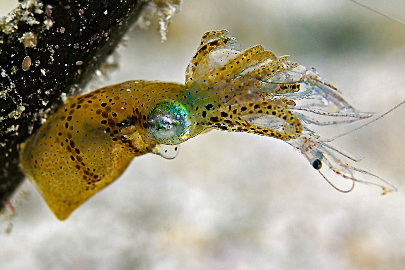 part 2:
 
"Cute little - Very Hungry - Pygmy Squid"
 
... by Henry Jager 