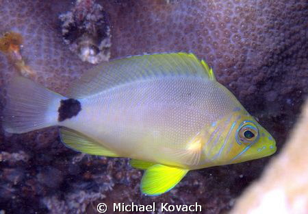 Butter Hamlet on the Big Coral Knoll off the beach at For... by Michael Kovach 