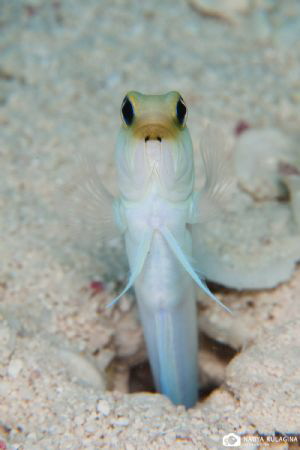 Yellow headed jawfish trying its hypnotic powers... by Nadya Kulagina 