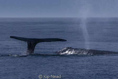 Tail and blow at once, a good day. by Kip Nead 