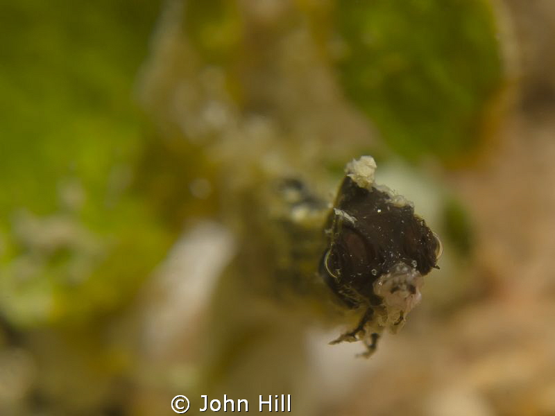 Very small Pygmy pipefish 25mm long waving it's head abou... by John Hill 