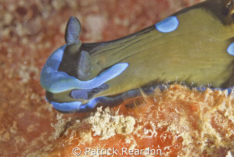 Gloomy Nudibranch on the wreck of the Hell Diver, Maui, H... by Patrick Reardon 