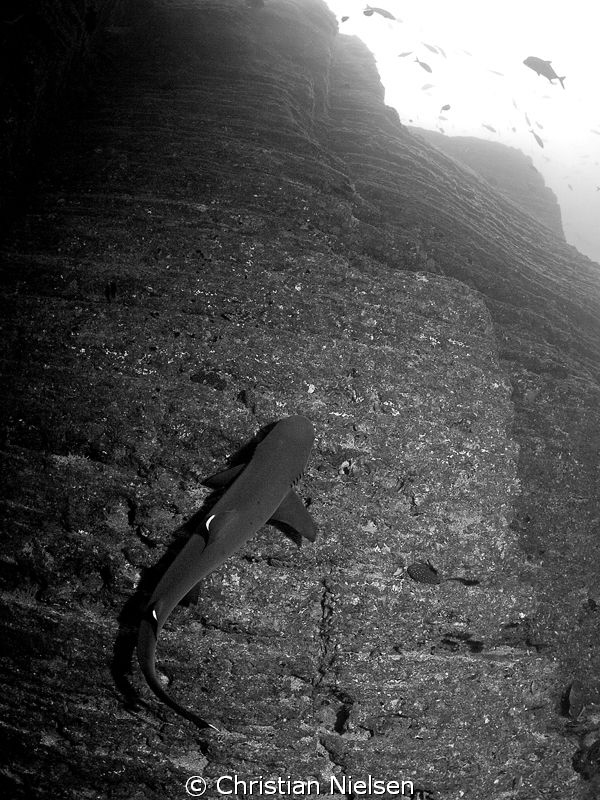 Whitetip in the grandiose and dramatic scenery of San Ben... by Christian Nielsen 