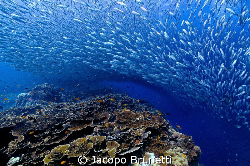 Sardine run by Jacopo Brunetti 