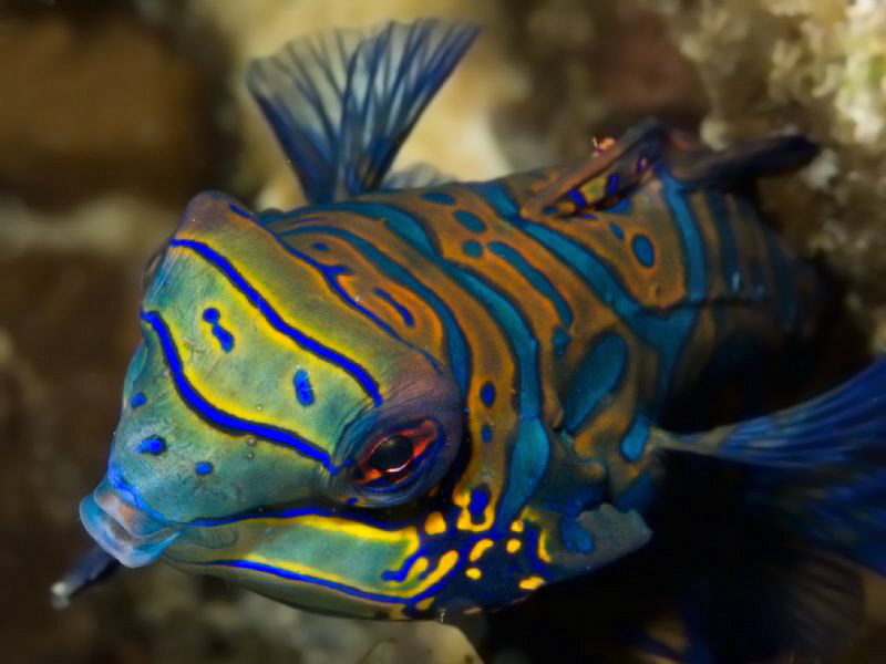 Synchiropus splendidus - close up - by Alex Varani 