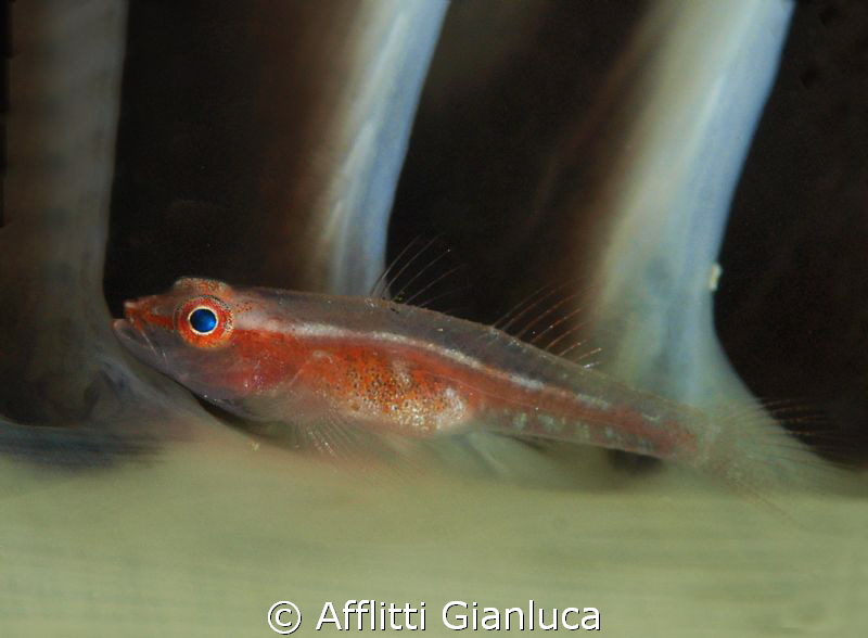 fish to rest by Afflitti Gianluca 