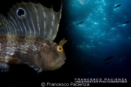 Butterfly blenny (Blennius ocellaris) under the sky by Francesco Pacienza 