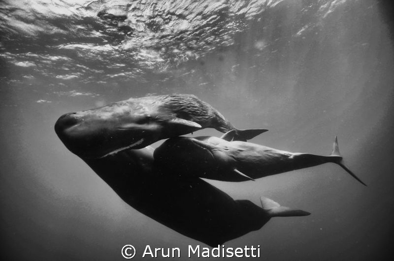 Family portrait. 
Socializing sperm whales, Feb 2012
(t... by Arun Madisetti 