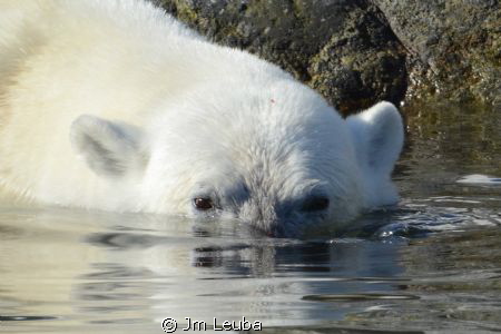 A polar bear in the Spitsbergen (Svalbard Archipelago) by Jm Leuba 