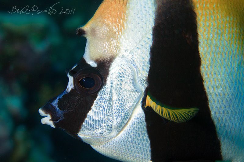 Masked Banner Fish in Maamigili Beyru - South Ari Atoll by Boris Pamikov 