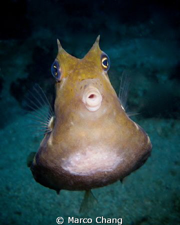 cute fish by Marco Chang 