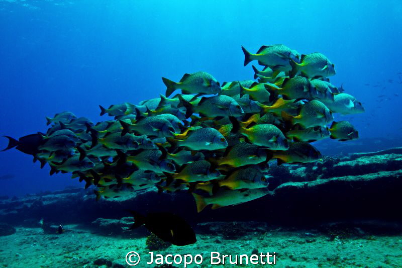 big family by Jacopo Brunetti 