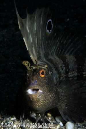 Butterfly blenny (Blennius ocellaris) by Francesco Pacienza 