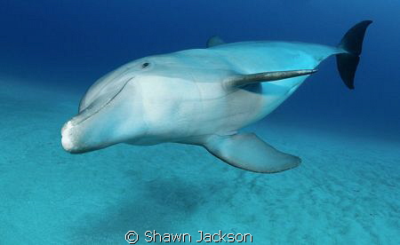 Bottlenose Dolphin by Shawn Jackson 