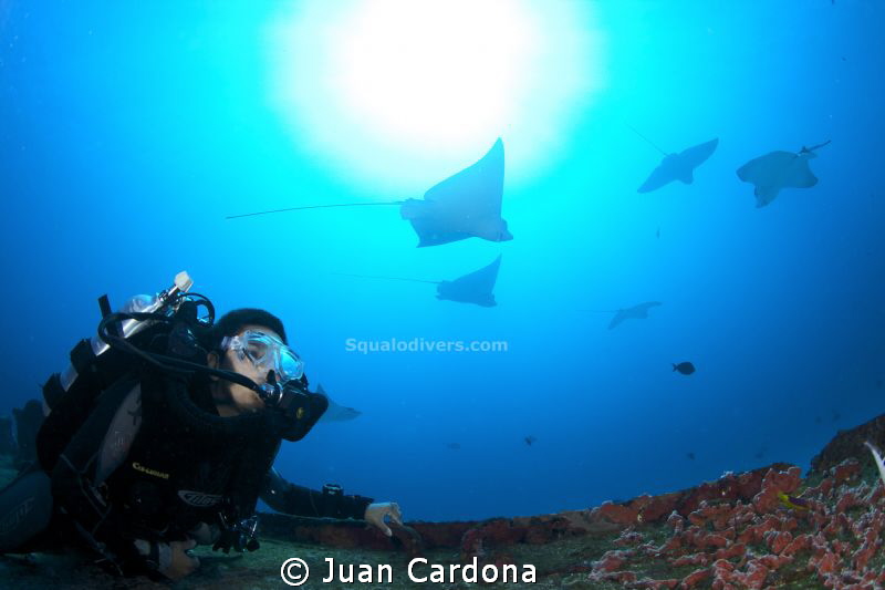 Eagle Rays by Juan Cardona 